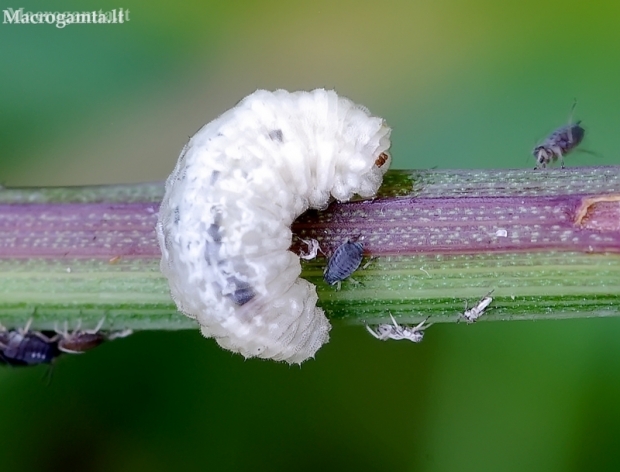 Hover fly - Syrphidae, larva | Fotografijos autorius : Romas Ferenca | © Macronature.eu | Macro photography web site