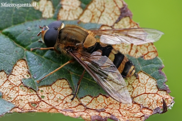 Hover fly - Syrphus sp. | Fotografijos autorius : Gintautas Steiblys | © Macronature.eu | Macro photography web site