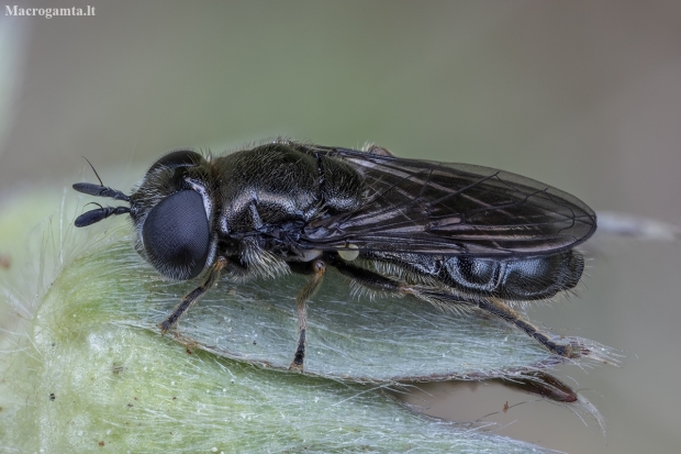 Hoverfly - Pipizella sp. ♀ | Fotografijos autorius : Žilvinas Pūtys | © Macronature.eu | Macro photography web site