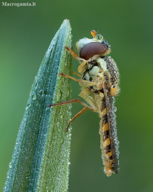 Hoverfly - Sphaerophoria sp. ♀ | Fotografijos autorius : Žilvinas Pūtys | © Macronature.eu | Macro photography web site