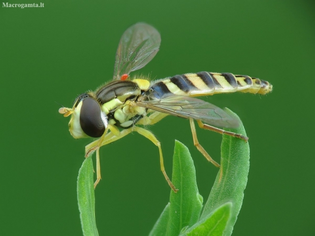 Hoverfly - Sphaerophoria sp. | Fotografijos autorius : Vidas Brazauskas | © Macronature.eu | Macro photography web site