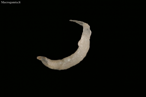 Human Pinworm - Enterobius vermicularis | Fotografijos autorius : Gintautas Steiblys | © Macronature.eu | Macro photography web site