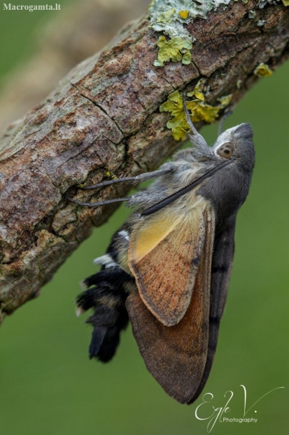 Hummingbird Hawk-moth - Macroglossum stellatarum  | Fotografijos autorius : Eglė Vičiuvienė | © Macronature.eu | Macro photography web site