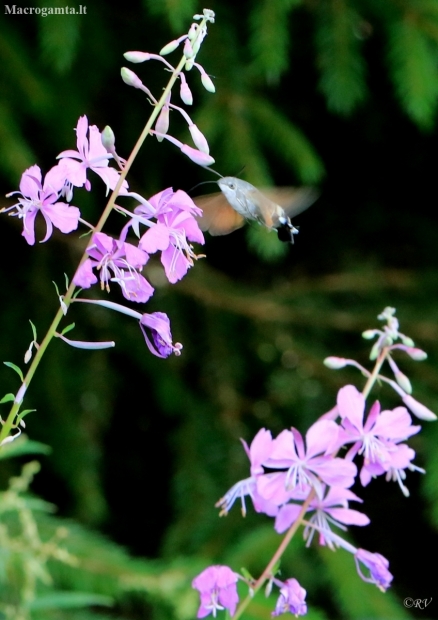 Hummingbird Hawk-moth - Macroglossum stellatarum | Fotografijos autorius : Ramunė Vakarė | © Macronature.eu | Macro photography web site