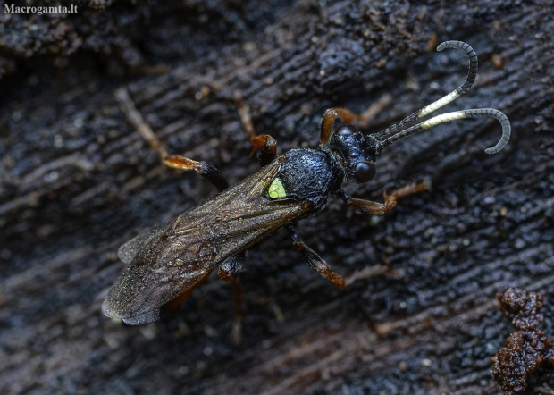 Ichneumon wasp - Ichneumon sp. | Fotografijos autorius : Kazimieras Martinaitis | © Macronature.eu | Macro photography web site
