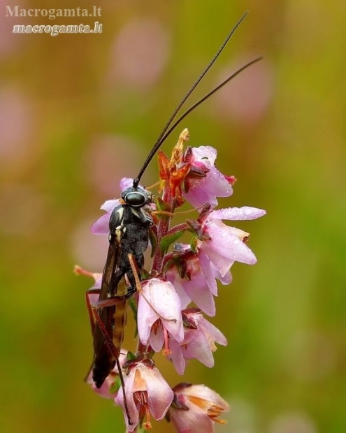 Ichneumon wasp - Ichneumonidae | Fotografijos autorius : Romas Ferenca | © Macronature.eu | Macro photography web site