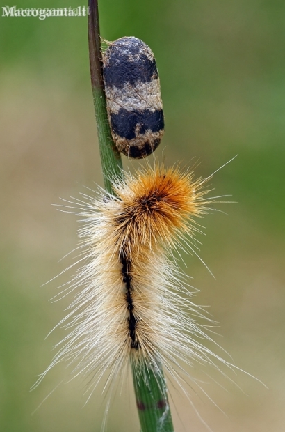 Ichneumon wasp cocoon | Fotografijos autorius : Gintautas Steiblys | © Macronature.eu | Macro photography web site