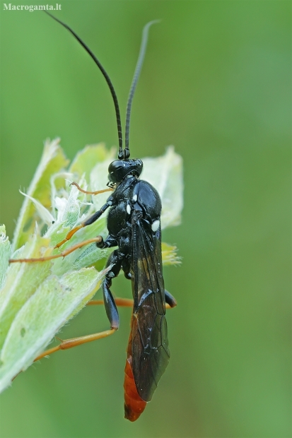 Ichneumon wasp | Fotografijos autorius : Gintautas Steiblys | © Macronature.eu | Macro photography web site