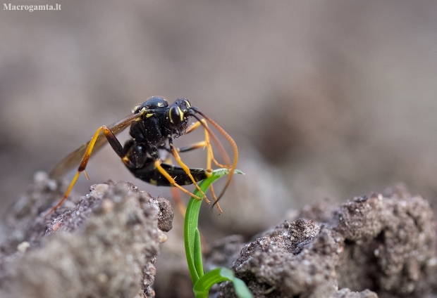 Ichneumonid wasp - Banchus dilatatorius | Fotografijos autorius : Zita Gasiūnaitė | © Macronature.eu | Macro photography web site