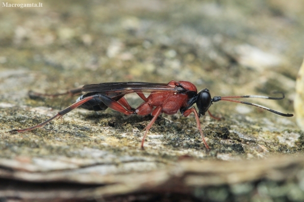 Ichneumonid wasp - Linycus exhortator | Fotografijos autorius : Gintautas Steiblys | © Macronature.eu | Macro photography web site