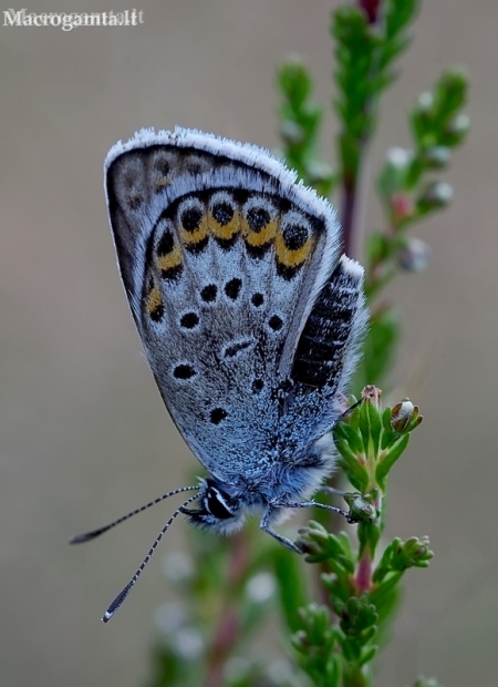 Idas Blue - Plebejus idas  | Fotografijos autorius : Romas Ferenca | © Macronature.eu | Macro photography web site