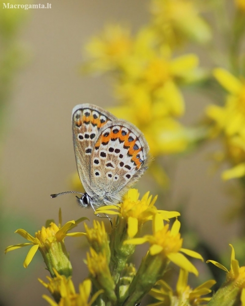 Idas Blue - Plebejus idas | Fotografijos autorius : Vidas Brazauskas | © Macronature.eu | Macro photography web site