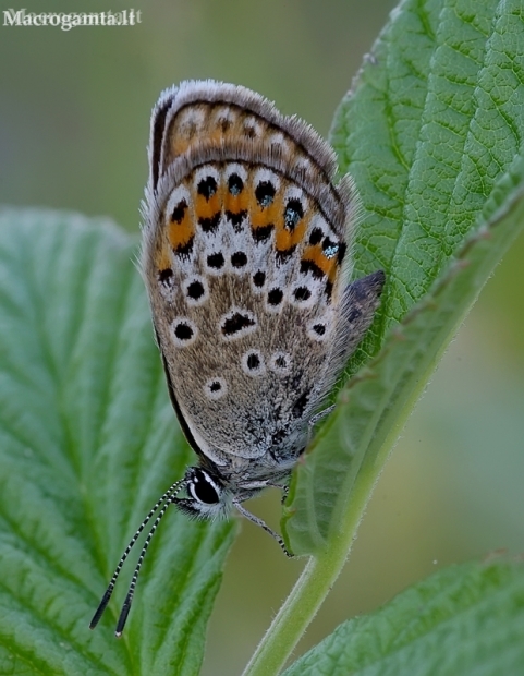 Idas Blue - Plebejus idas | Fotografijos autorius : Romas Ferenca | © Macronature.eu | Macro photography web site