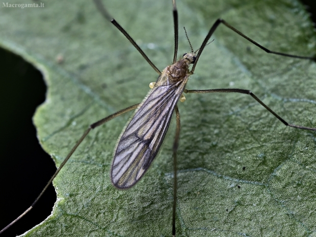 Ilgakojis uodas - Ormosia lineata | Fotografijos autorius : Kazimieras Martinaitis | © Macrogamta.lt | Šis tinklapis priklauso bendruomenei kuri domisi makro fotografija ir fotografuoja gyvąjį makro pasaulį.