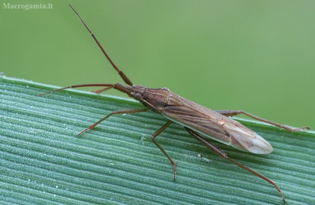 Ilganugarė žolblakė - Stenodema laevigata | Fotografijos autorius : Gintautas Steiblys | © Macrogamta.lt | Šis tinklapis priklauso bendruomenei kuri domisi makro fotografija ir fotografuoja gyvąjį makro pasaulį.