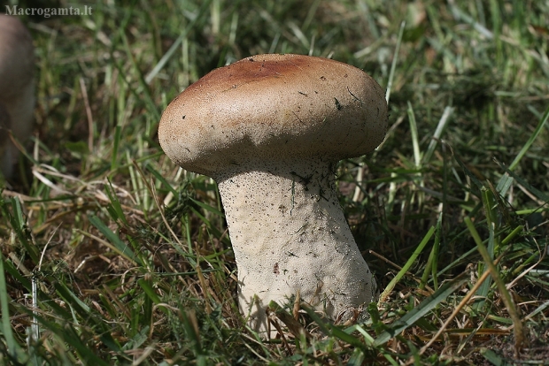 Ilgasis pumpotaukšlis - Lycoperdon excipuliforme | Fotografijos autorius : Vytautas Gluoksnis | © Macrogamta.lt | Šis tinklapis priklauso bendruomenei kuri domisi makro fotografija ir fotografuoja gyvąjį makro pasaulį.