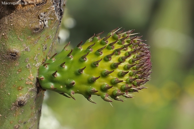 Indian Fig Opuntia - Opuntia ficus-indica | Fotografijos autorius : Gintautas Steiblys | © Macronature.eu | Macro photography web site