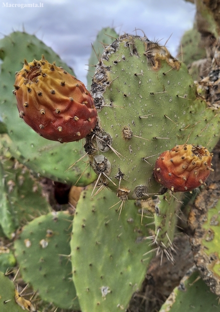 Indian Fig Opuntia - Opuntia ficus-indica | Fotografijos autorius : Gintautas Steiblys | © Macronature.eu | Macro photography web site