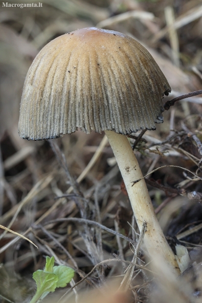 Inkcap - Coprinellus sp. | Fotografijos autorius : Gintautas Steiblys | © Macronature.eu | Macro photography web site