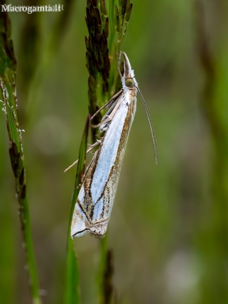Šviesusis žolinukas - Crambus pascuella | Fotografijos autorius : Oskaras Venckus | © Macronature.eu | Macro photography web site