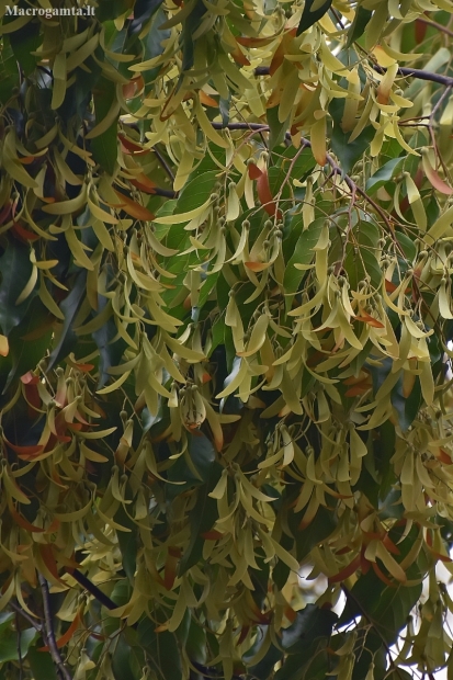 Ironwood - Hopea odorata | Fotografijos autorius : Nomeda Vėlavičienė | © Macrogamta.lt | Šis tinklapis priklauso bendruomenei kuri domisi makro fotografija ir fotografuoja gyvąjį makro pasaulį.