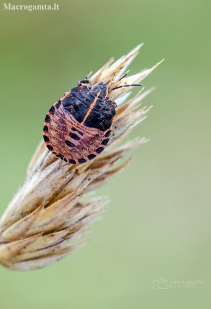 Italian striped shield bug | Graphosoma italicum | Fotografijos autorius : Darius Baužys | © Macronature.eu | Macro photography web site