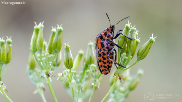 Italian striped shield bug | Graphosoma italicum | Fotografijos autorius : Darius Baužys | © Macronature.eu | Macro photography web site