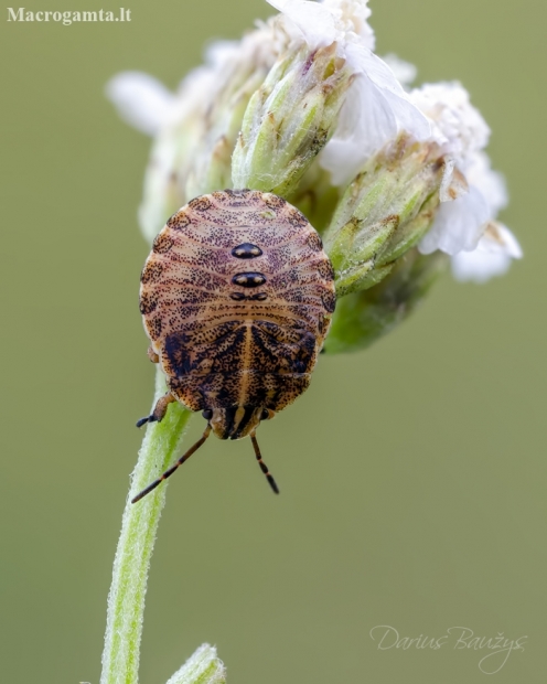Italian striped shield bug | Graphosoma lineatum, nymph | Fotografijos autorius : Darius Baužys | © Macronature.eu | Macro photography web site