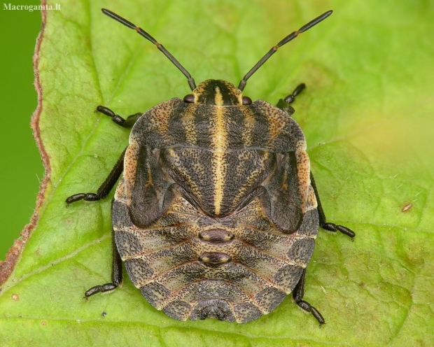 Italian striped shield bug - Graphosoma italicum, nymph | Fotografijos autorius : Vidas Brazauskas | © Macronature.eu | Macro photography web site
