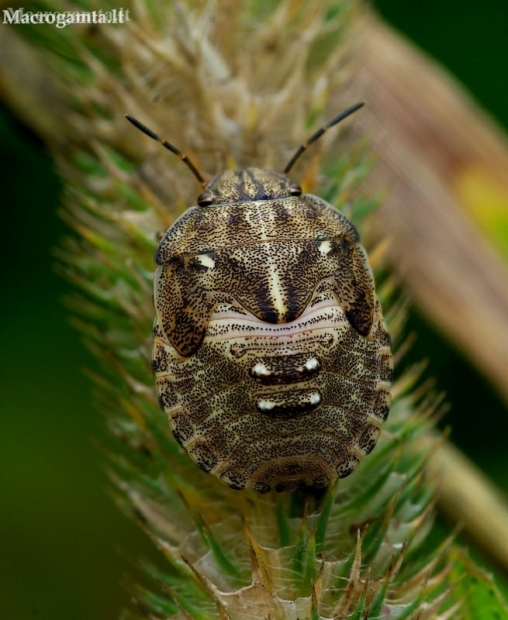 Italian striped shield bug - Graphosoma italicum, nymph | Fotografijos autorius : Romas Ferenca | © Macronature.eu | Macro photography web site