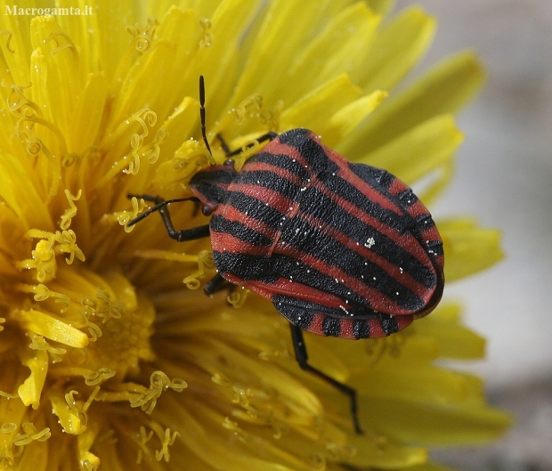 Italian striped shield bug - Graphosoma italicum | Fotografijos autorius : Vytautas Gluoksnis | © Macronature.eu | Macro photography web site