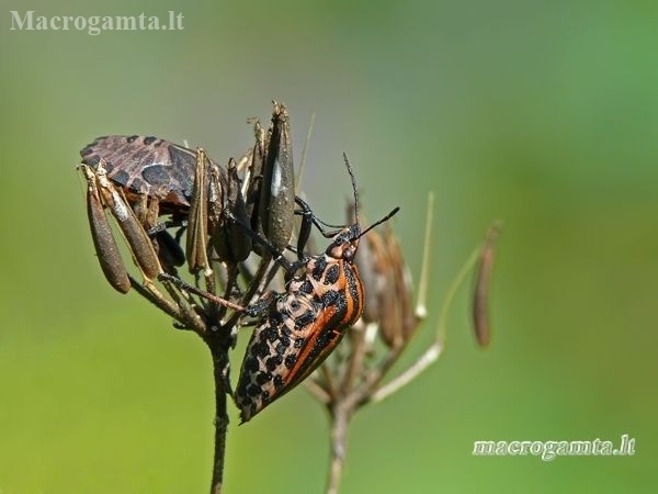 Juostelinė skydblakė - Graphosoma italicum | Fotografijos autorius : Darius Baužys | © Macronature.eu | Macro photography web site