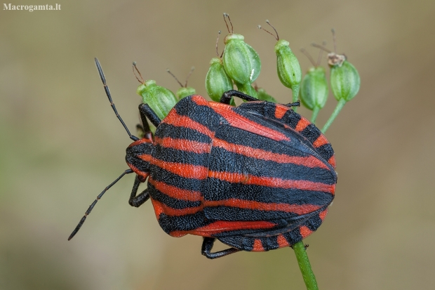 Italian striped shield bug - Graphosoma italicum | Fotografijos autorius : Žilvinas Pūtys | © Macronature.eu | Macro photography web site
