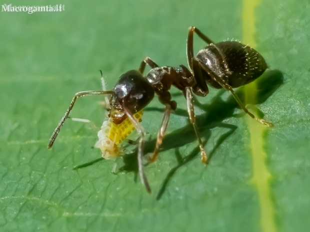 Jet ant - Lasius fuliginosus and aphid - Panaphis juglandis | Fotografijos autorius : Oskaras Venckus | © Macronature.eu | Macro photography web site