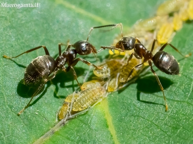 Juodoji medžių skruzdėlė - Lasius fuliginosus ir amarai - Panaphis juglandis  | Fotografijos autorius : Oskaras Venckus | © Macronature.eu | Macro photography web site