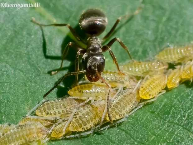 Juodoji medžių skruzdėlė - Lasius fuliginosus ir amarai - Panaphis juglandis | Fotografijos autorius : Oskaras Venckus | © Macronature.eu | Macro photography web site