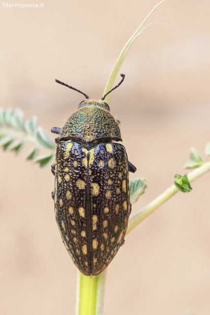 Jewel Beetle - Julodis sp. ♂ | Fotografijos autorius : Gintautas Steiblys | © Macronature.eu | Macro photography web site