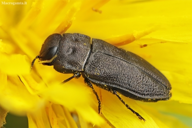 Jewel beetle - Anthaxia quadripunctata | Fotografijos autorius : Gintautas Steiblys | © Macronature.eu | Macro photography web site