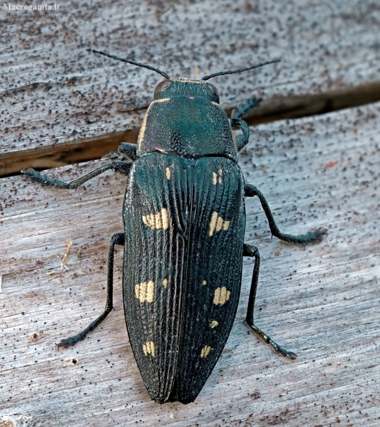 Jewel beetle - Buprestis novemmaculata | Fotografijos autorius : Kazimieras Martinaitis | © Macronature.eu | Macro photography web site