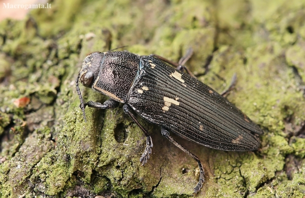 Jewel beetle - Buprestis novemmaculata | Fotografijos autorius : Gintautas Steiblys | © Macronature.eu | Macro photography web site