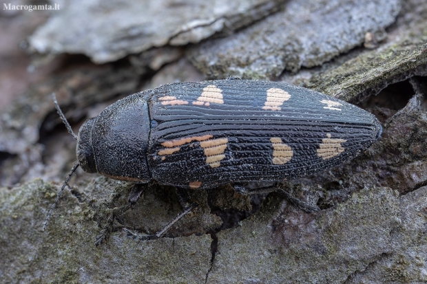Jewel beetle - Buprestis novemmaculata | Fotografijos autorius : Žilvinas Pūtys | © Macronature.eu | Macro photography web site