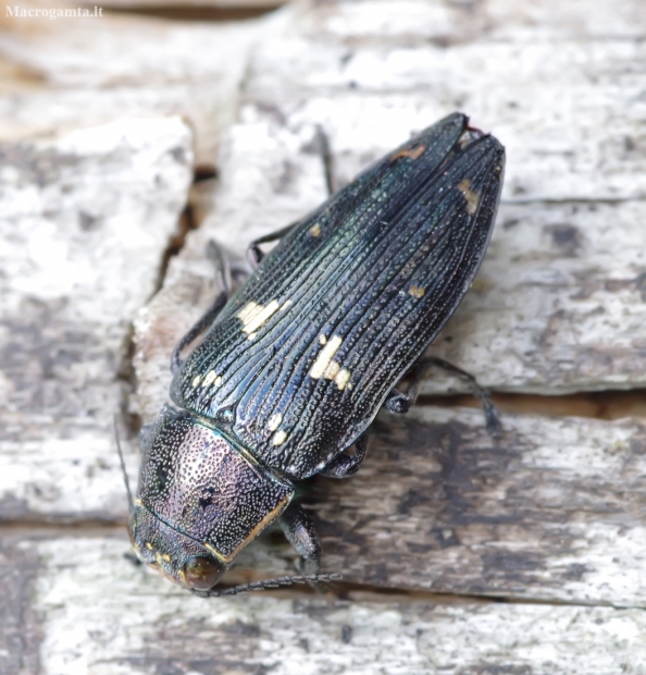 Jewel beetle - Buprestis novemmaculata | Fotografijos autorius : Romas Ferenca | © Macronature.eu | Macro photography web site