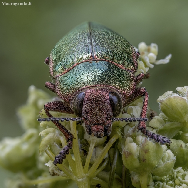 Jewel beetle - Perotis chlorana | Fotografijos autorius : Žilvinas Pūtys | © Macronature.eu | Macro photography web site