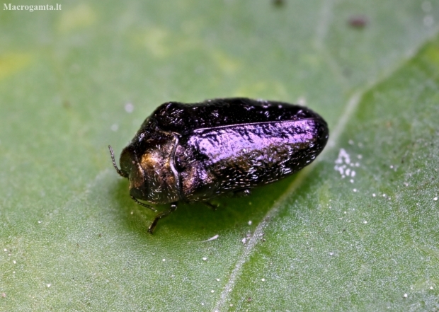 Leaf-mining Jewel Beetle - Trachys minutus | Fotografijos autorius : Kazimieras Martinaitis | © Macrogamta.lt | Šis tinklapis priklauso bendruomenei kuri domisi makro fotografija ir fotografuoja gyvąjį makro pasaulį.