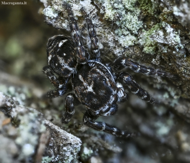 Flower jumping spider - Attulus floricola | Fotografijos autorius : Kazimieras Martinaitis | © Macrogamta.lt | Šis tinklapis priklauso bendruomenei kuri domisi makro fotografija ir fotografuoja gyvąjį makro pasaulį.