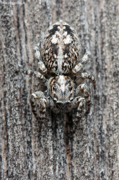 Jumping spider - Attulus terebratus ♀ | Fotografijos autorius : Gintautas Steiblys | © Macronature.eu | Macro photography web site