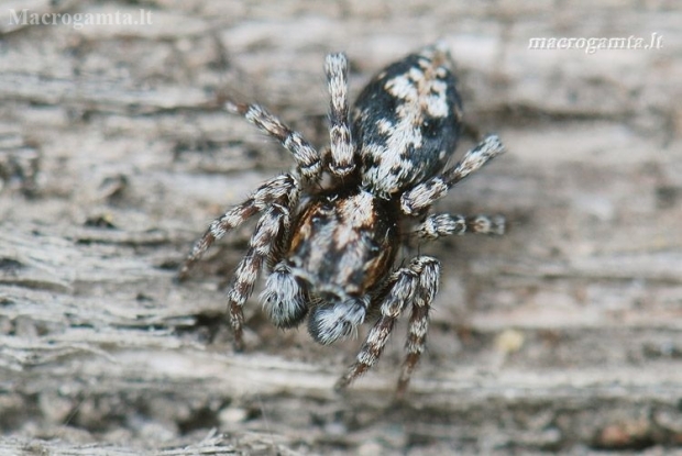 Jumping spider - Attulus terebratus ♂ | Fotografijos autorius : Arūnas Eismantas | © Macronature.eu | Macro photography web site