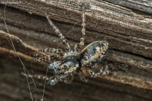 Jumping spider - Attulus terebratus ♂ | Fotografijos autorius : Gintautas Steiblys | © Macronature.eu | Macro photography web site