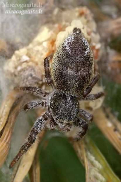 Jumping spider - Dendryphantes hastatus  | Fotografijos autorius : Gintautas Steiblys | © Macrogamta.lt | Šis tinklapis priklauso bendruomenei kuri domisi makro fotografija ir fotografuoja gyvąjį makro pasaulį.
