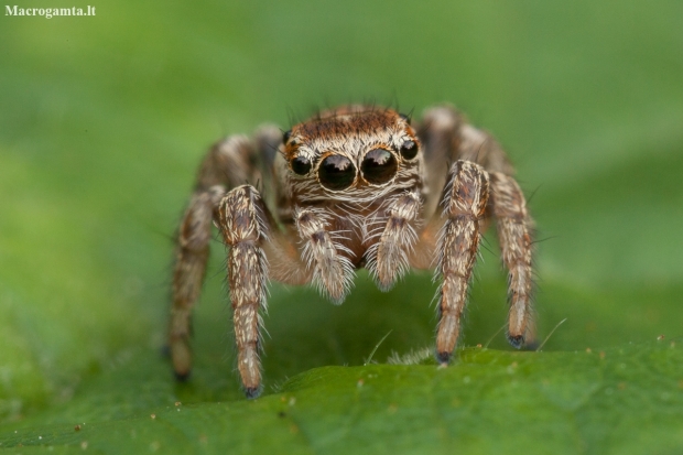 Jumping spider - Evarcha falcata ♀ | Fotografijos autorius : Žilvinas Pūtys | © Macrogamta.lt | Šis tinklapis priklauso bendruomenei kuri domisi makro fotografija ir fotografuoja gyvąjį makro pasaulį.